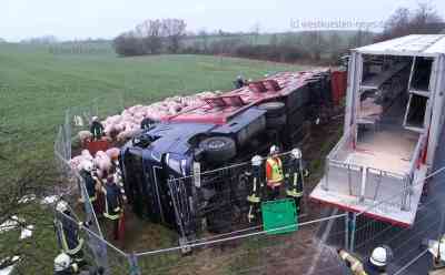 Schweinetransporter mit 150 Tieren kommt von glatter Landstraße ab und kippt auf die Seite: Mehrere Tiere überleben Unfall nicht - Fahrer wird leicht verletzt - Feuerwehr befreit Schweine aus umgekipptem Lastwagen - Landstraße voll gesperrt